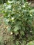 Cotton PlantÂ Gossypium Herbaceum